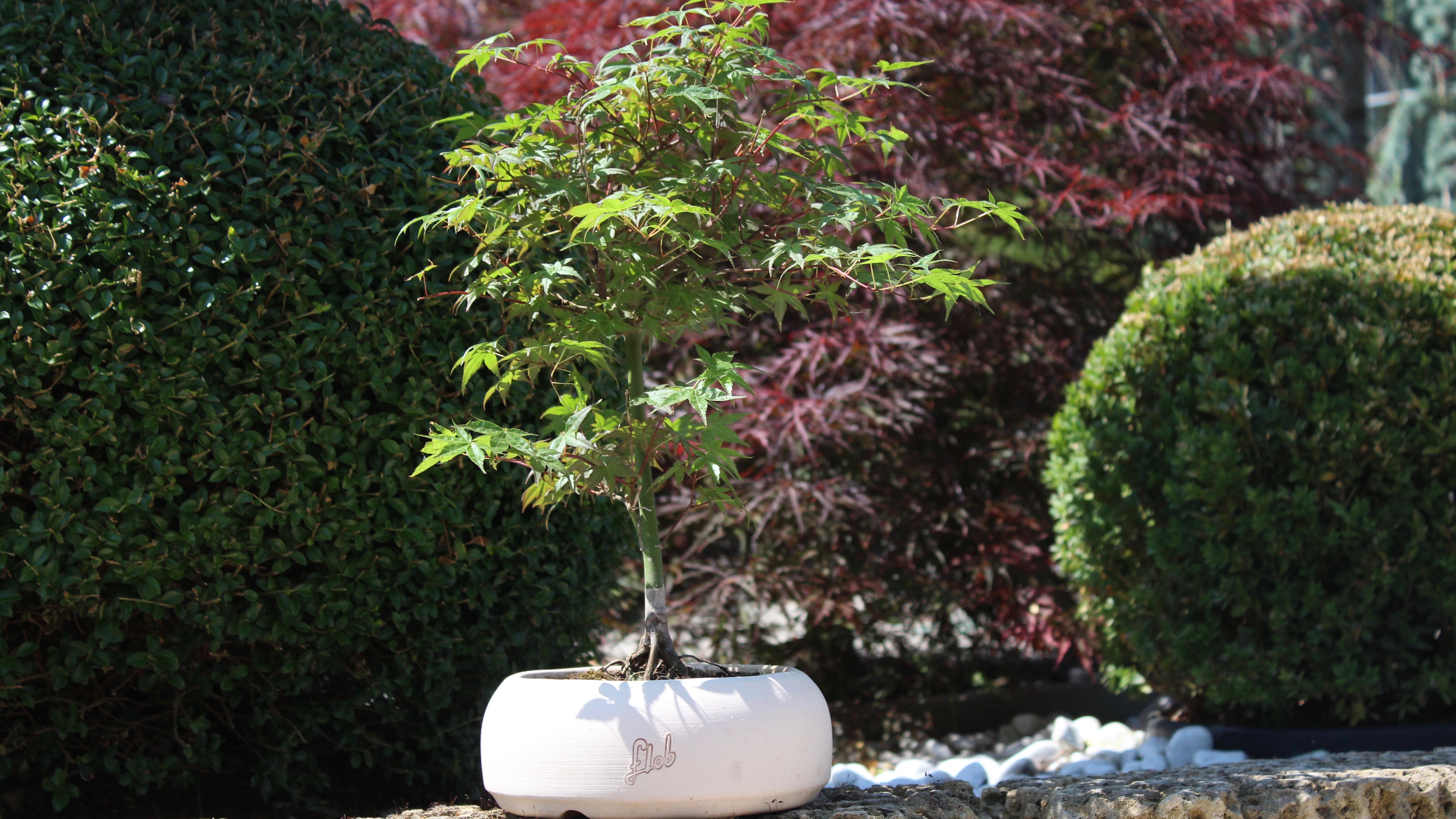 Cura del Bonsai